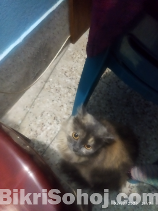 Parsian Cat Triple Coat